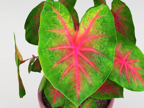 Roślina Caladium Bicolor Model 3D