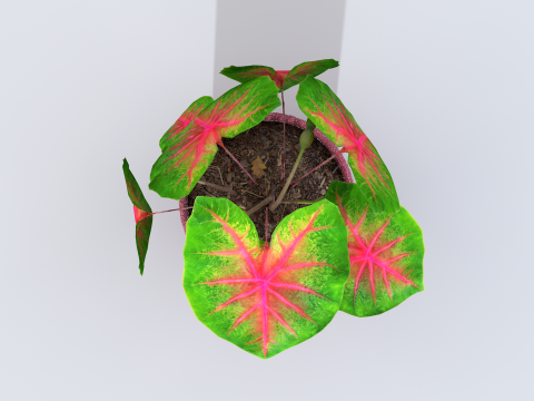 植物双色花叶芋 3D 模型