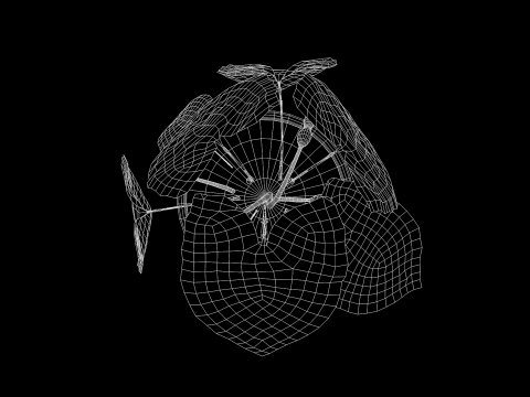 植物双色花叶芋 3D 模型