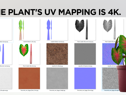 植物双色花叶芋 3D 模型