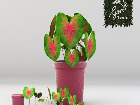 植物双色花叶芋 3D 模型