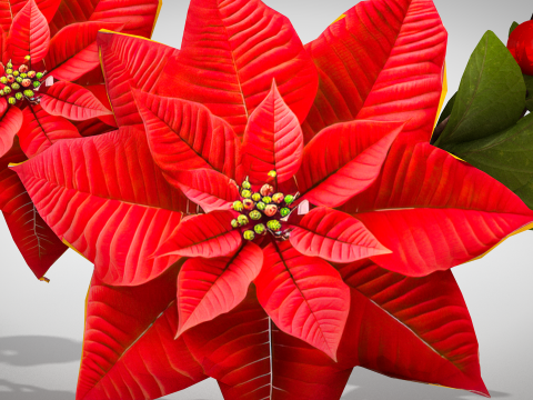 圣诞花环 - 红色花朵 3D 模型