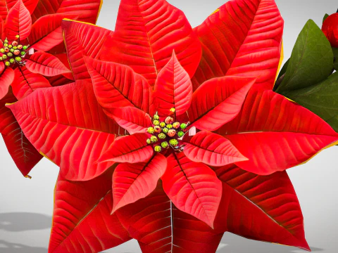 Christmas Wreath - Red Flowers 3D Model