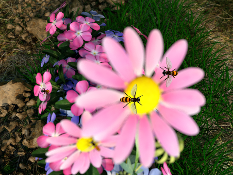 蜜蜂蜂蜜电影 3D 模型