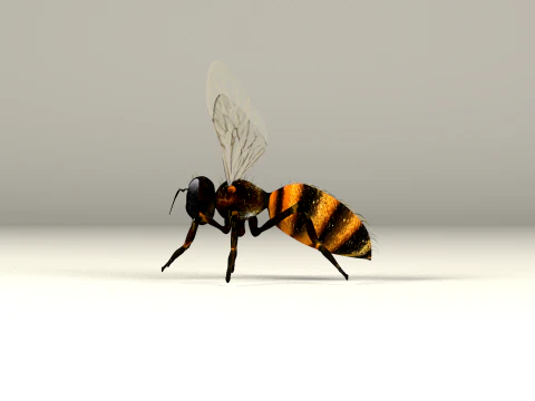 Bee Honey Movie 3D Model