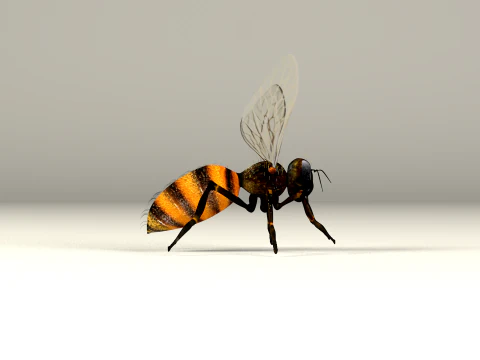 Bee Honey Movie 3D Model