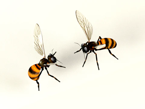 Bee Honey Movie 3D Model