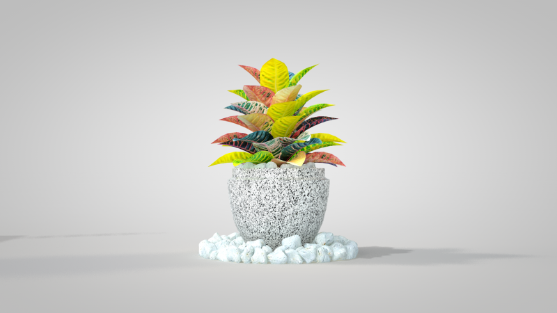 Plant Croton Petra 3D Model .c4d .max .obj .3ds .fbx .stl .blend 