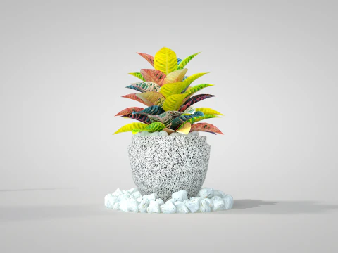 植物巴豆佩特拉 3D 模型