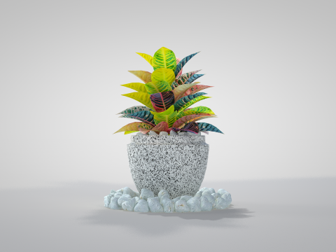Plant Croton Petra 3D Model