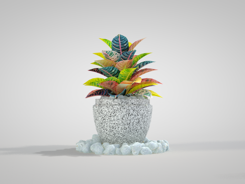 Plant Croton Petra 3D Model