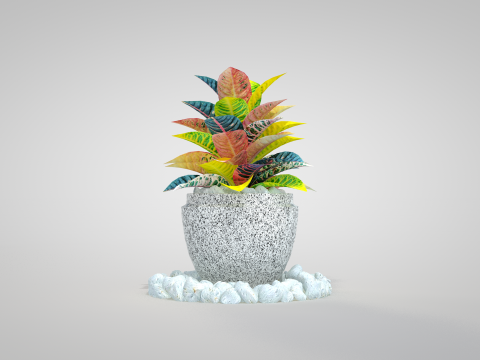 Plant Croton Petra 3D Model