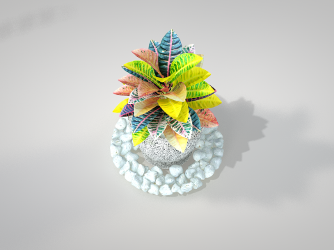 Plant Croton Petra 3D Model