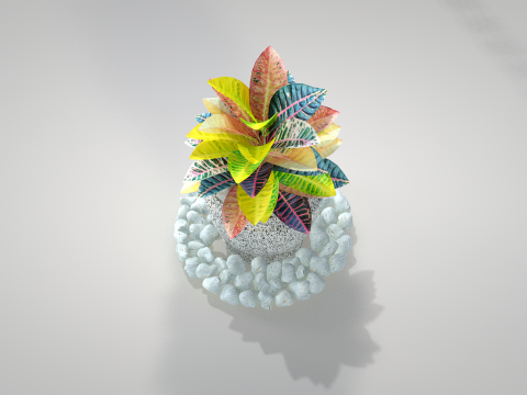 Plant Croton Petra 3D Model