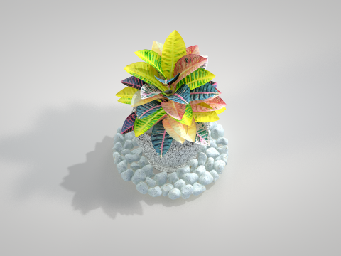 Plant Croton Petra 3D Model