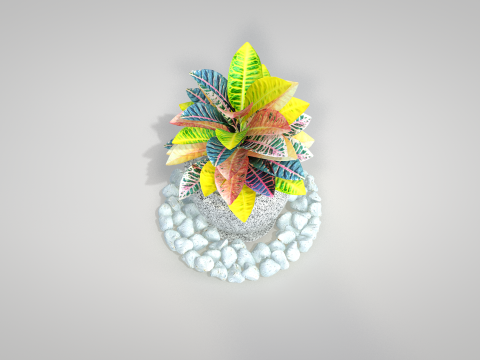 Plant Croton Petra 3D Model