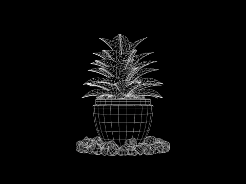 Plant Croton Petra 3D Model