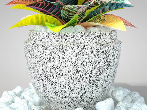 Plant Croton Petra 3D Model