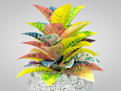 Plant Croton Petra 3D Model