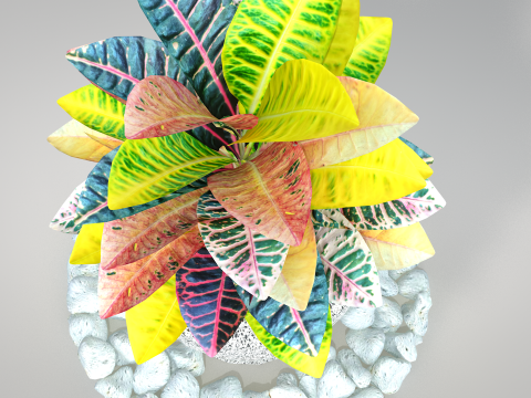 Plant Croton Petra 3D Model