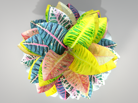 Plant Croton Petra 3D Model