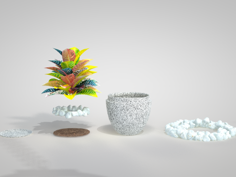 Plant Croton Petra 3D Model