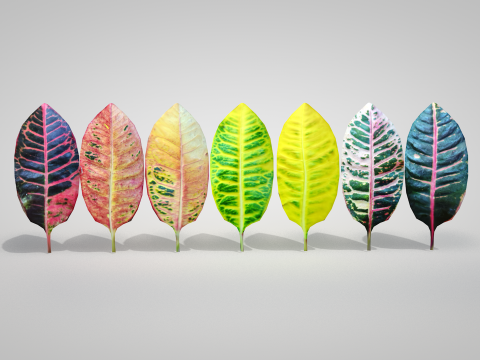 Plant Croton Petra 3D Model