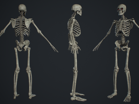 Skeleton 01 3Dモデル