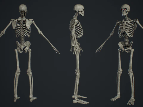 Skeleton 01 3D Model