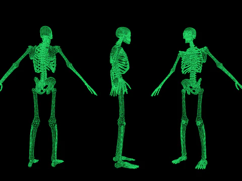 Skeleton 01 3D Model
