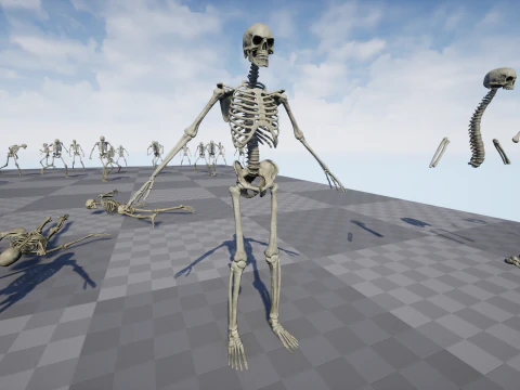 Skeleton 01 3D Model