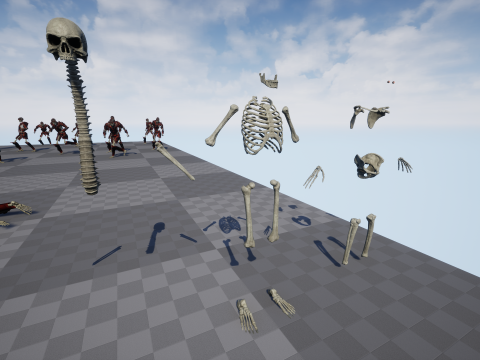 Skeleton 05 3D 모델