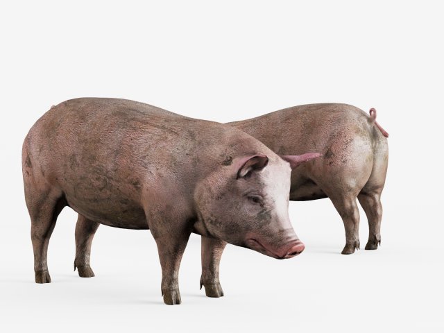 lowpoly pig 3Dモデル .c4d .max .obj .3ds .fbx .stl .blend 
