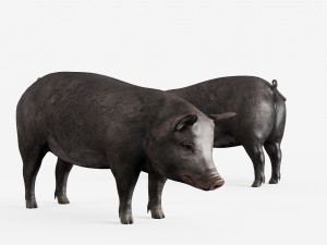lowpoly pig 3Dモデル
