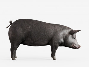 lowpoly pig 3Dモデル