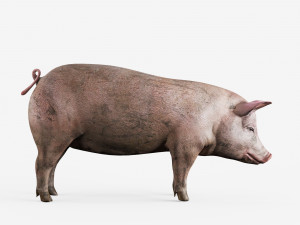 lowpoly pig 3Dモデル
