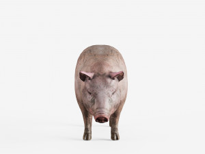 lowpoly pig 3Dモデル