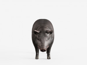lowpoly pig 3Dモデル