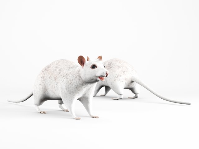 rat lowpoly 3D 模型 .c4d .max .obj .3ds .fbx .stl .blend 