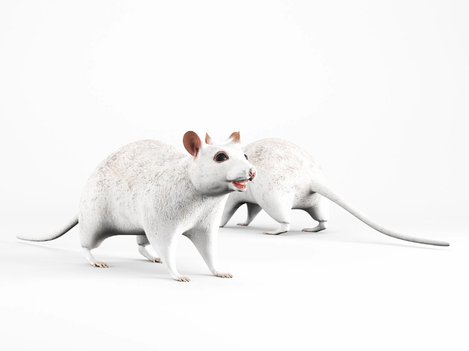 rat lowpoly 3D Model .c4d .max .obj .3ds .fbx .stl .blend 