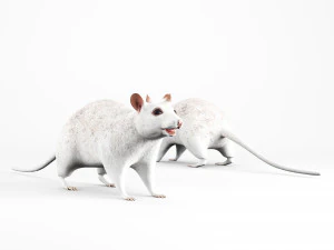 Ratte Lowpoly 3D Modell