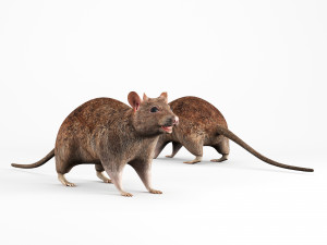 rat lowpoly 3D 模型