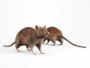 rat lowpoly 3D Model