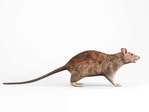 rat lowpoly 3D 模型