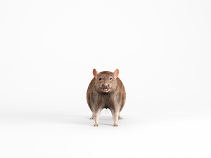 rat lowpoly 3D 模型