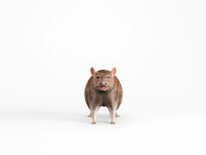 rat lowpoly 3D Model