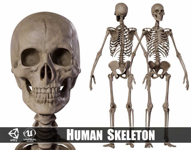 Humanoid Male Skeleton Modelo 3D .c4d .max .obj .3ds .fbx .stl .blend 