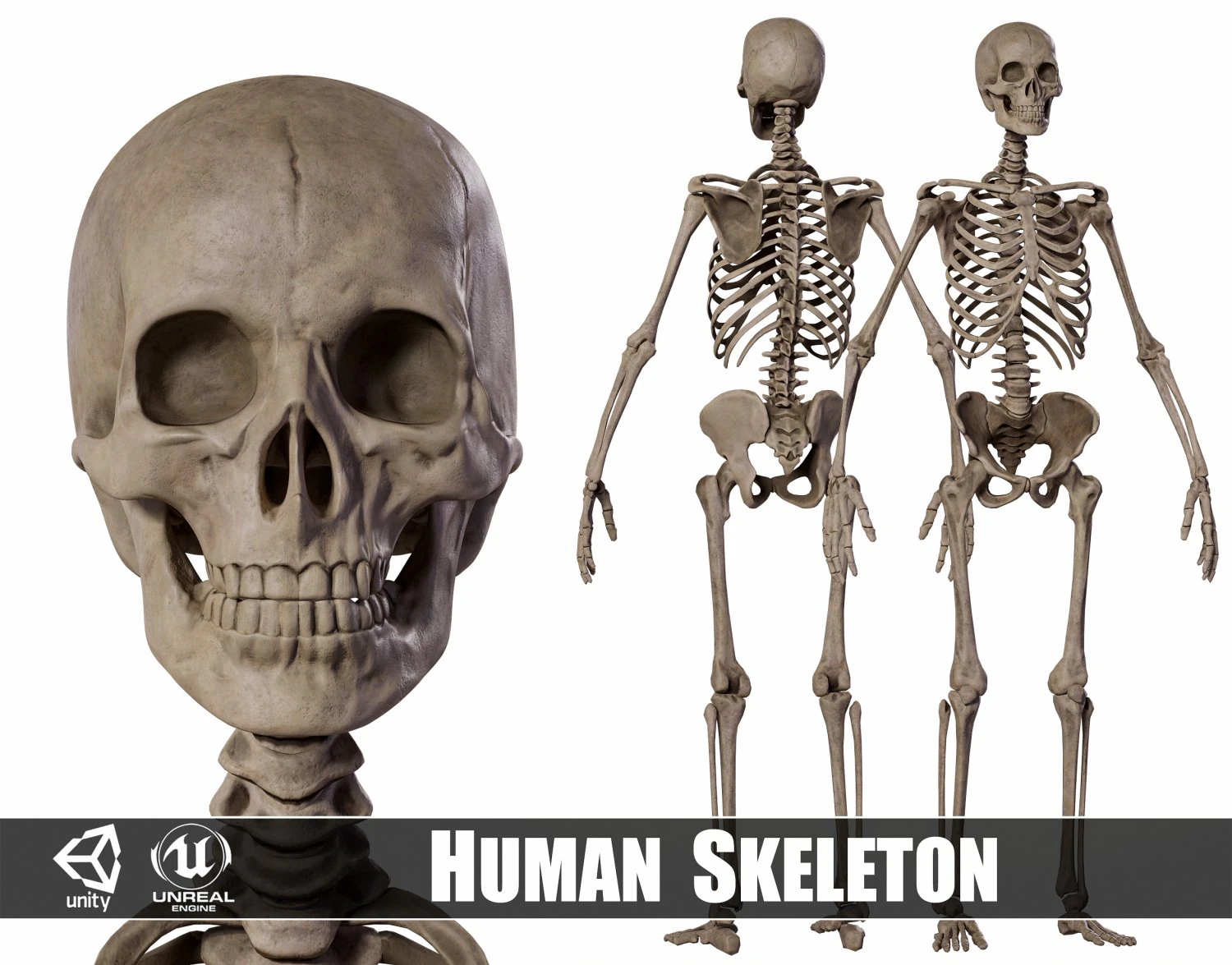 Esqueleto masculino humanoide Modelo 3D .c4d .max .obj .3ds .fbx .stl .blend