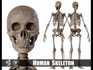 Humanoid Male Skeleton 3D Model