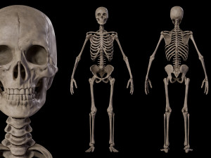 Humanoid Male Skeleton Modelo 3D